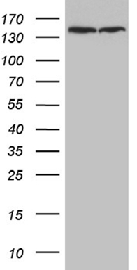 SSX2IP Antibody