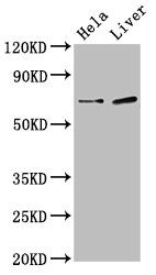 SSX2IP antibody