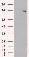 SSX4B Antibody