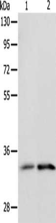 ST2 antibody