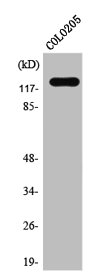 ST5 antibody