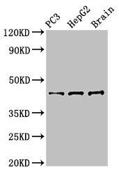 STAC antibody