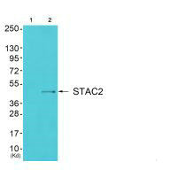 STAC2 antibody