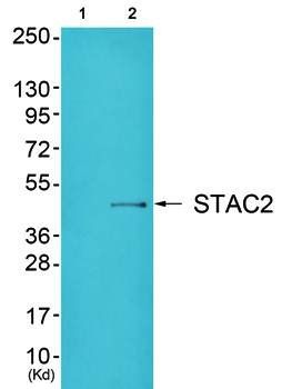 STAC2 antibody