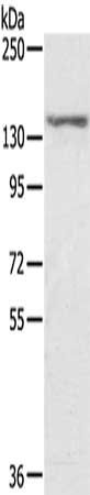 STAG2 Antibody