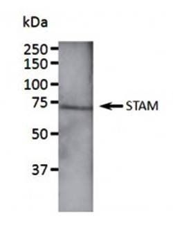 STAM Antibody