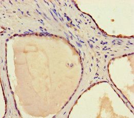 STAMBP Antibody