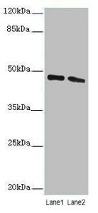 STAM-binding protein antibody