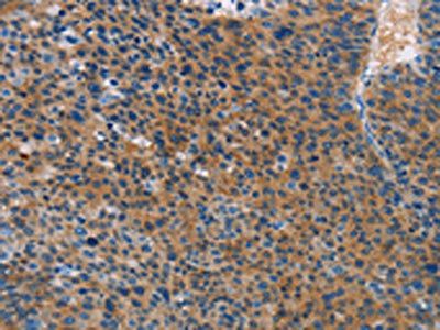 STAMBP Antibody