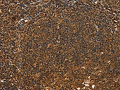 STAR Antibody
