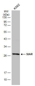 StAR antibody