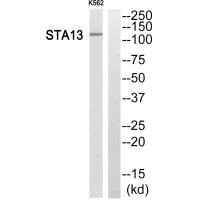 STARD13 antibody