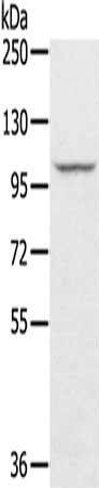 STARD8 Antibody