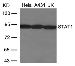 STAT1 (Ab-701) Antibody