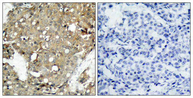 STAT1 (Ab-727) Antibody