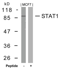 STAT1 (Ab-727) antibody