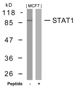 STAT1 (Ab-727) Antibody