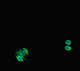 STAT1 Antibody