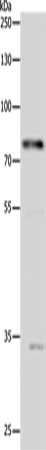 STAT1 Antibody