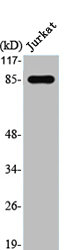 STAT1 Antibody