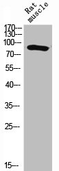 STAT1 Antibody