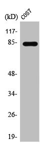 STAT1 Antibody