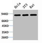 STAT1 Antibody
