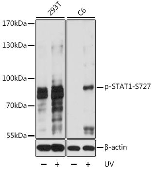 STAT1 (Phospho-S727) antibody
