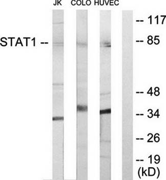 STAT1 Antibody