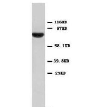 STAT1 Antibody