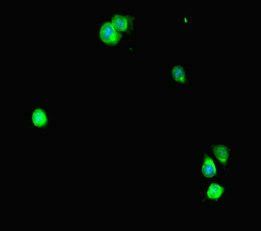 STAT2 antibody