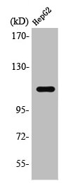 STAT2 Antibody