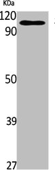 STAT2 Antibody