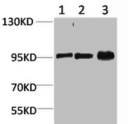 STAT2 Antibody
