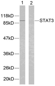 STAT3 (Ab-705) antibody