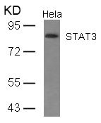 STAT3 Antibody