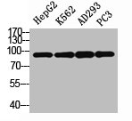 STAT3 Antibody
