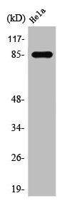 STAT3 Antibody
