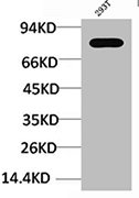 STAT3 Antibody