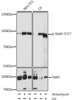 Stat3 (Phospho-S727) antibody