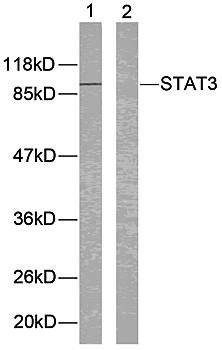 STAT3 (Ab-705) Antibody