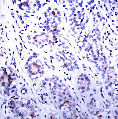 STAT3 (Ab-727) Antibody