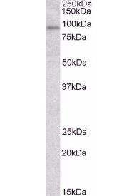 Goat anti-STAT3 Antibody
