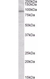 STAT3 antibody