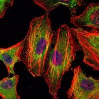 STAT3 Antibody