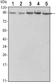 STAT3 Antibody