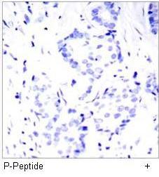 STAT3 (Phospho-Ser727) Antibody