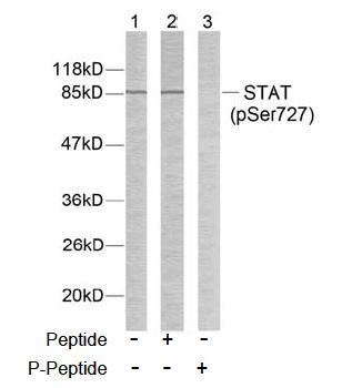 STAT3 (Phospho-Ser727) Antibody