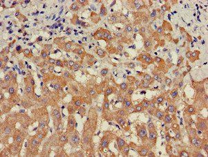 STAT4 Antibody