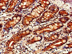 STAT4 Antibody